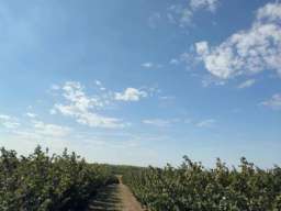 Plantaža le&scaron;nika-Sremska Mitrovica-Ležimir 378ari