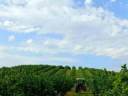 Plantaža le&scaron;nika-Sremska Mitrovica-Ležimir 378ari