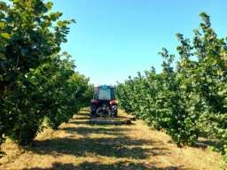 Plantaža le&scaron;nika-Sremska Mitrovica-Ležimir 378ari