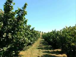 Plantaža le&scaron;nika-Sremska Mitrovica-Ležimir 378ari