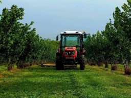 Plantaža le&scaron;nika-Sremska Mitrovica-Ležimir 378ari