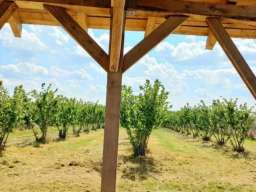 Plantaža le&scaron;nika-Sremska Mitrovica-Ležimir 378ari