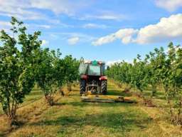 Plantaža le&scaron;nika-Sremska Mitrovica-Ležimir 378ari