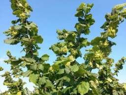 Plantaža le&scaron;nika-Sremska Mitrovica-Ležimir 378ari