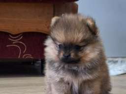 Pomeranski &scaron;pic - Boo