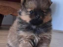 Pomeranski &scaron;pic - Boo