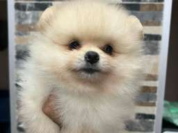 Pomeranac, &scaron;tenci vrhunskog kvaliteta