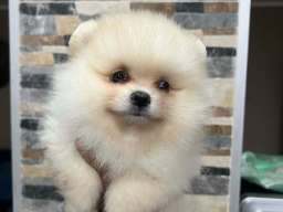 Pomeranac, &scaron;tenci vrhunskog kvaliteta