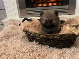 Pomeranac, &scaron;tenci vrhunskog kvaliteta