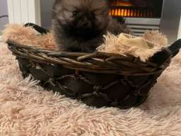 Pomeranac, &scaron;tenci vrhunskog kvaliteta