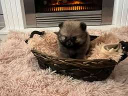 Pomeranac, &scaron;tenci vrhunskog kvaliteta