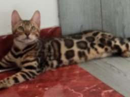 Bengalski Macici