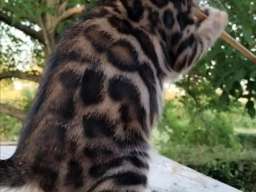 Bengalski Macici
