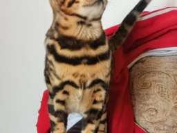 Bengalski Macici