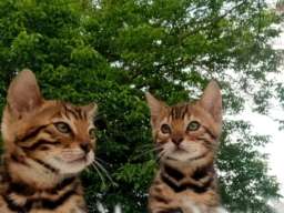Bengalski Macici