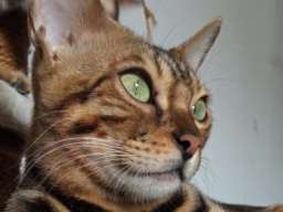 Bengalski Macici