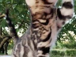 Bengalski Macici
