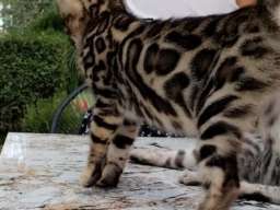 Bengalski Macici
