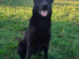 Na prodaju psi nemački ovčari