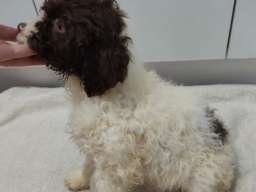 Lagoto romanjolo stenci 