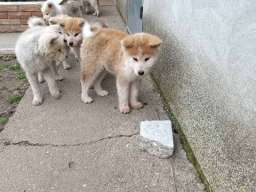 Japanska Akita &scaron;tenci