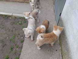 Japanska Akita &scaron;tenci