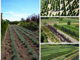 Ukrasne i vocne sadnice Rasadnik Prestiž