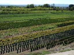 Ukrasne i vocne sadnice Rasadnik Prestiž