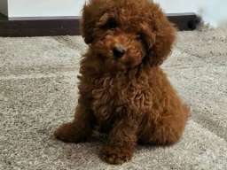 Toy pudle &scaron;tenci