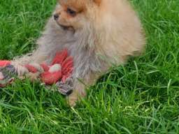 Pomeranac &scaron;tenci