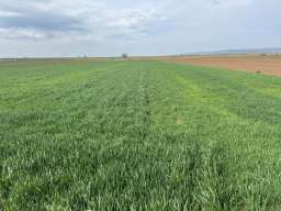 Na prodaju dve parcele Irig-Rivica