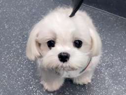 Na&scaron;a prelepa devojčica je dobila prelepe &scaron;tence