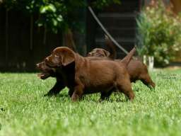 Labrador Retriver &scaron;tenci, čokoladni