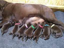 Labrador Retriver &scaron;tenci, čokoladni