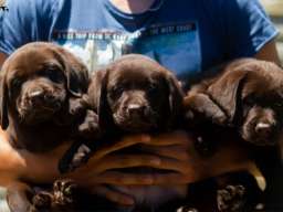Labrador Retriver &scaron;tenci, čokoladni