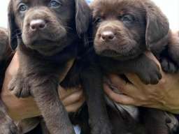 Labrador Retriver &scaron;tenci, čokoladni
