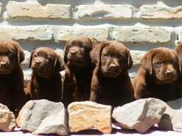 Labrador Retriver &scaron;tenci, čokoladni