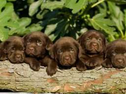 Labrador Retriver &scaron;tenci, čokoladni