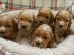 Štenci engleskog koker spanijela