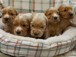 &Scaron;tenci engleskog koker spanijela