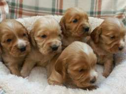 &Scaron;tenci engleskog koker spanijela