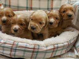 &Scaron;tenci engleskog koker spanijela