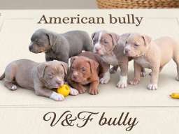 American bully pocket lilac štenci