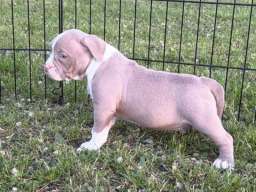 American bully pocket lilac &scaron;tenci