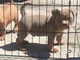 American bully pocket lilac &scaron;tenci