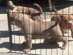 American bully pocket lilac &scaron;tenci