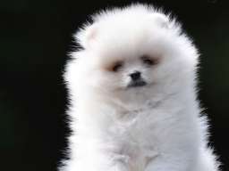 Pomeranac BOO prelepi štenci