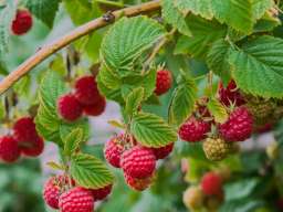 Potrebni beraci maline