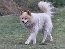 Poklon - Mešanac akita inu i samojeda 