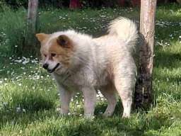 Poklon - Me&scaron;anac akita inu i samojeda 